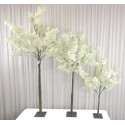 Arbre cerisier blanc H220