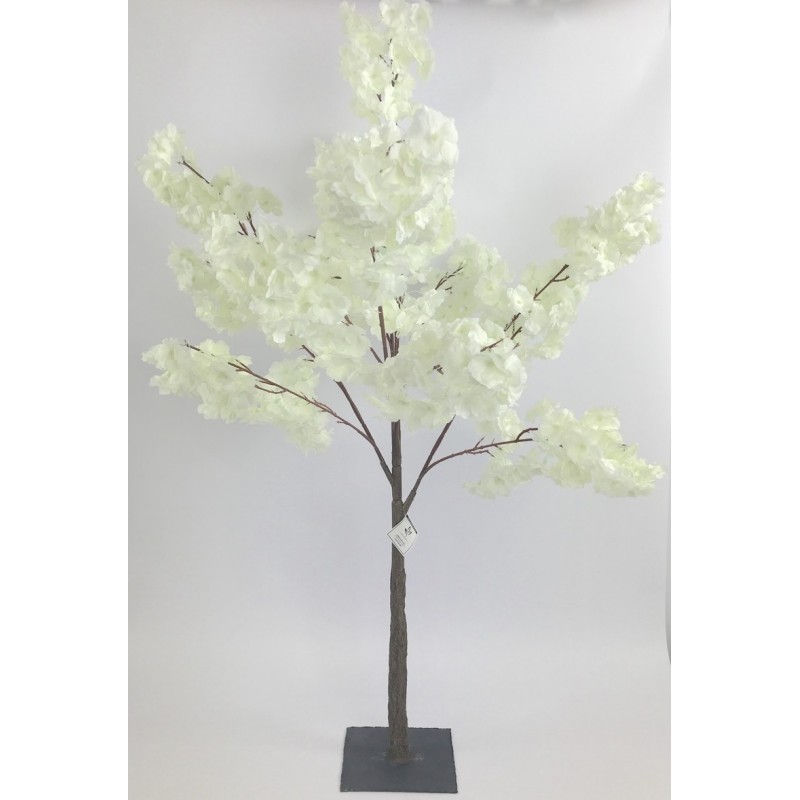 Arbre cerisier blanc H120