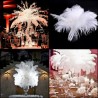 Plume d'autruche blanche