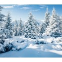 Toile de fond hiver sapin blanc