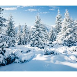 Toile de fond hiver sapin blanc
