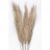 Fleurs de pampas