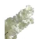 Arbre cerisier blanc H220
